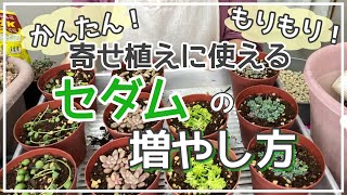 【簡単セダムの増やし方】パープルヘイズ、グリーンネックレス、黄金細葉万年草、姫秀麗をもりもりに！ [upl. by Nnaillek]