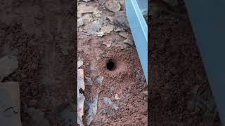 Brave man using ants to catch cricket for food shorts [upl. by Geerts]