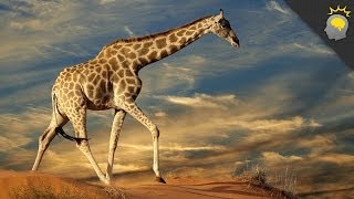 Giraffes The Forgotten Giants FULL SPECIAL  PBS America [upl. by Manon799]