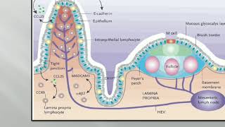 Mucosa Associated Lymphoid Tissues by Dr Renuka Joshi [upl. by Aurel]