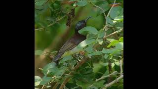 Sunbirds of India  Olivebacked sunbird Singing Song [upl. by Anauqaj20]