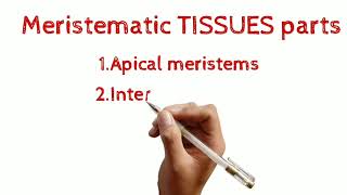 Definition of meristematic Tissue and its classification  Define apical meristems  study [upl. by Osber294]