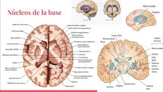 neuroanatomia basica para clase de neuroimagenes unmdp [upl. by Quillan]