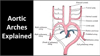 Aortic Arches Explained [upl. by Ellerrehc70]