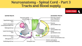 Tracts  Ascending Descending Tracts amp Blood supply of spinal cord  Clinical correlations [upl. by Hnirt]