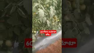 subscribe hoyananitilona navatomato thotama polamnaturalorganic [upl. by Adlesirk135]