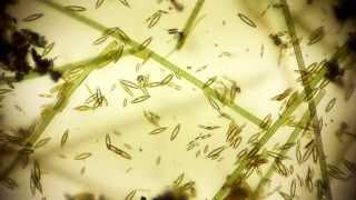 Mike Rosecope Youtube Channel Trailer  microorganisms under microscope  microorganism [upl. by Narhet]