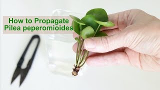 How to Propagate Pilea peperomioides [upl. by Hugo]