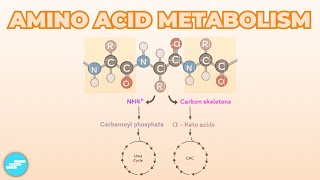 Amino Acid Metabolism [upl. by Eseerahs631]