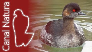 Zampullín cuellinegro Podiceps nigricollis Blacknecked Grebe [upl. by Orion]