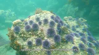 Sea urchins  Quiet guardians of the ocean floor spiky and resilientquot [upl. by Aknayirp870]