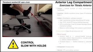 Tibialis Anterior  Anatomy Function amp Exercises [upl. by Belanger]