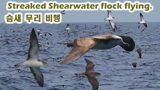 Streaked Shearwater flock flying 062023 South Sea Korea 슴새 무리비행 [upl. by Melba]