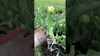 How to harvest tulips as a cut flower [upl. by Veronike647]