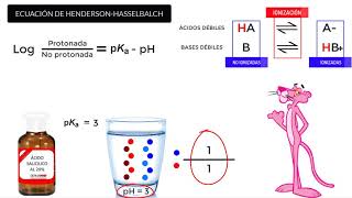 Efecto del pH en la absorción de ácidos y bases débiles  Brenner y Stevens [upl. by Aissat]
