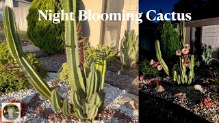 Night Blooming Cereus Peruvianus Apple Cactus [upl. by Aerdnaxela]