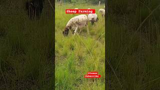 Easy and Simple farming Sheep rearing farming Sheep dorper shorts [upl. by Abbotsun]