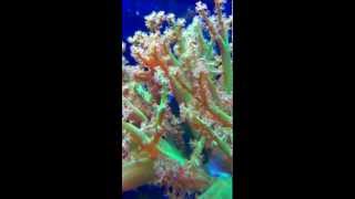 Coral Time Lapse Green Kenya Tree wClown Goby [upl. by Wiatt]