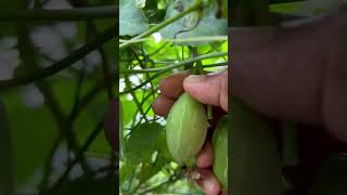 കോവക്ക കൃഷി kovakka harvesting video food organicfood homegardening harvesting [upl. by Arno]