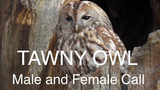 Tawny Owl Call from male and female owls Strix aluco One of the most common owls in europe [upl. by Llenreb]