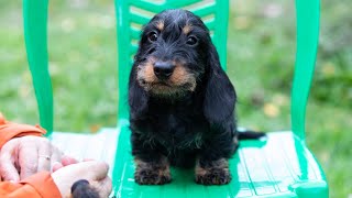 Dachshund wirehaired miniature Такса жш мини ZVENIDACHS MAGNIFICO 3 months [upl. by Soigroeg41]