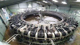 MILKING COWS IN A 60 STALL ROTARY PARLOUR [upl. by Moynahan]