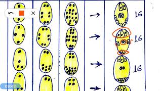 Embryo sac and its type [upl. by Ogren]