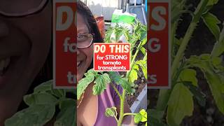 My TOP 4 TIPS for Strong TOMATO TRANSPLANTS [upl. by Rolecnahc991]