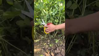 RT 89911168915115444599 mini rotary tillage and ridging allin one tree 🌲 short view rogatorshort [upl. by Granthem518]