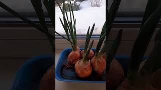 The Easiest Way to Grow Green Onions [upl. by Attah]