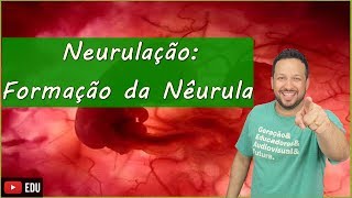 Neurulação Formação da Nêurula  Embriologia  Aula 6 [upl. by Ani106]