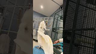 Cockatoo Dancing 🤣 cockatoos bird [upl. by Isnam]