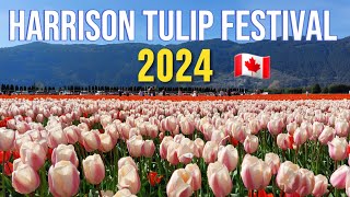 🇨🇦 🌷 Walking Tour Harrison Tulip Festival 2024  Agassiz BC Canada  April 14 2024 [upl. by Nnylireg]