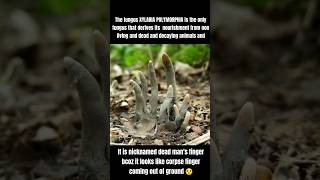 XYLARIA POLYMORPHIA Dead Mans Fingerfacts viralfacts shortsfeed trendingfacts factsdaily [upl. by Hanavas]