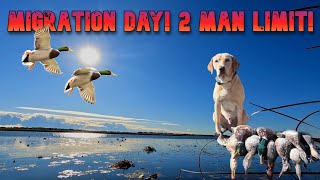 Duck Hunting 2024  A LAKE on a FLIGHT DAY Mixed Bag LIMITS [upl. by Jerri]