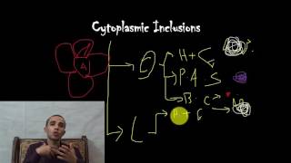 Cytoplasmic Inclusions [upl. by Lizabeth]