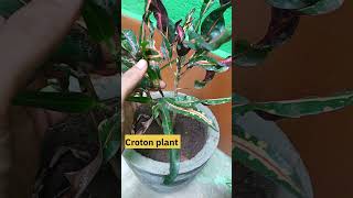 Croton plant Repoting tips  crotonplant croton shorts video [upl. by Arta11]