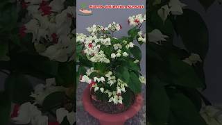 White colour BleedingHeary blooming flowers houseplants onlinesale homedelivery sunsari 🇳🇵 [upl. by Latterll]