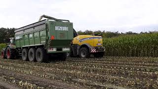 Mais hakselen in Eeklo New Holland hakselaar en Fendt traktoren [upl. by Friedrich550]