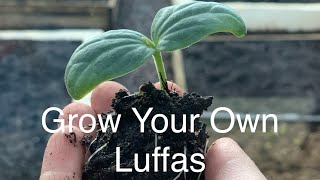 How to Sow Luffa Seeds [upl. by Gallard]