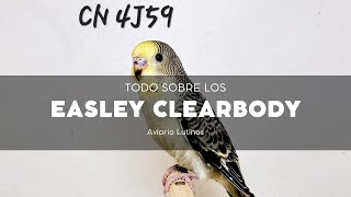 TODO sobre los periquitos EASLEY CLEARBODY [upl. by Jona]