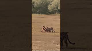 An antelope is surrounded by a mother cheetah and her cubs becoming lunch for the whole group [upl. by Linet]