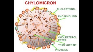 LIPID METABOLISM Biochemistry Session 2Lipid Absorption [upl. by Acinaj186]