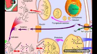 Thyroid Pathology I [upl. by Paulina]