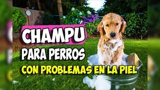 Champú Perros Con Problemas De Piel Delicada  EcoDaisy [upl. by Cheryl]