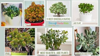 11 Best Crassula Ovatas  Most Beautiful Jade Plants [upl. by Nileuqcaj]