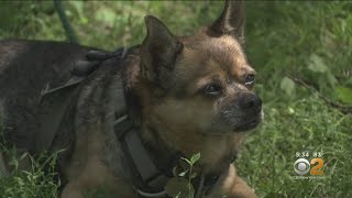 Owner Of Stolen Dog Finds Couple Walking Pet Snatches Him Back [upl. by Anerul771]