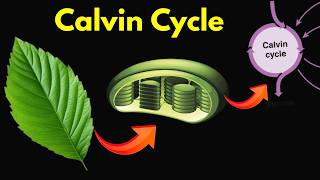 Calvin Cycle  Explained Step by Step [upl. by Htinek]