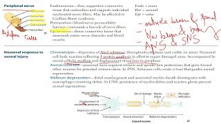 USMLE  Step 1  Peripheral nerve  Axonal injury [upl. by Weinberg]