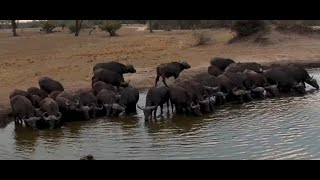 Small herd of African Cape Buffalos at Nkorho [upl. by Andres]